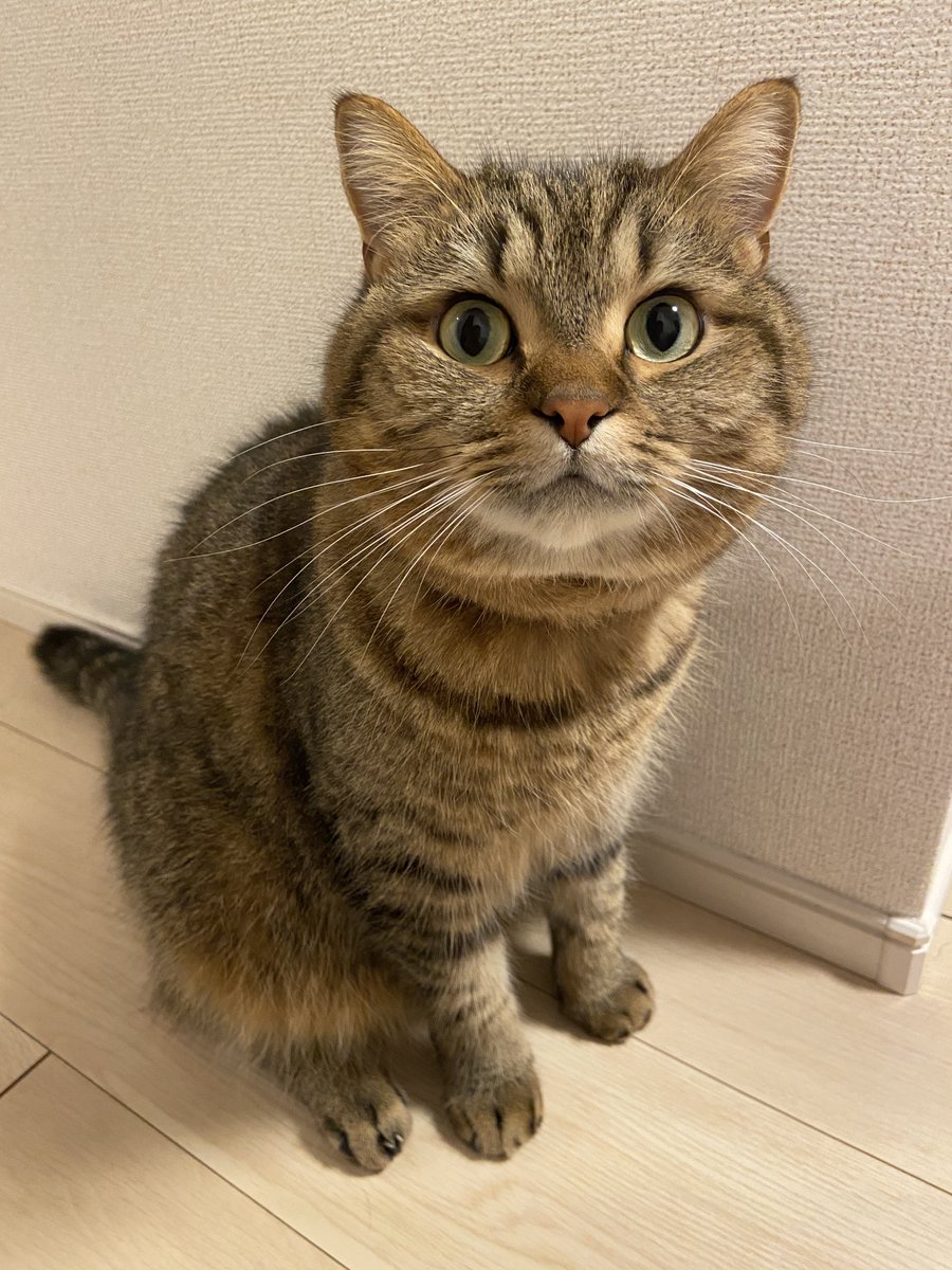 donguri_manchi's tweet photo. おしごとおわった？ https://t.co/Wzf8Gly3hh