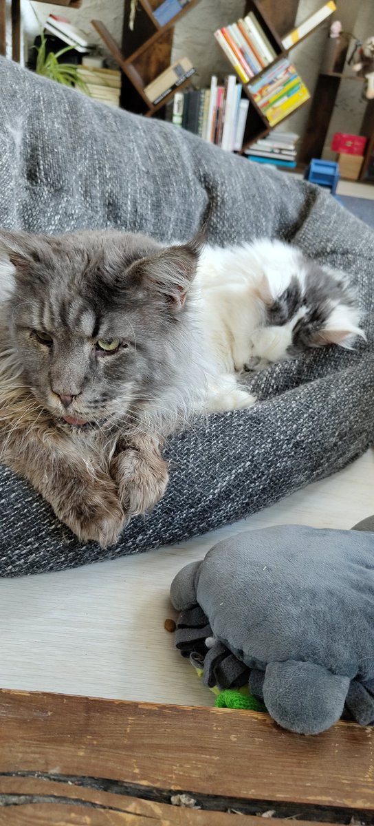 HiImBerryBuh's tweet photo. Alle wach, fit und munter. Wie sieht's bei euch so aus?
#RandomCatContent https://t.co/W1hMZhMZu9