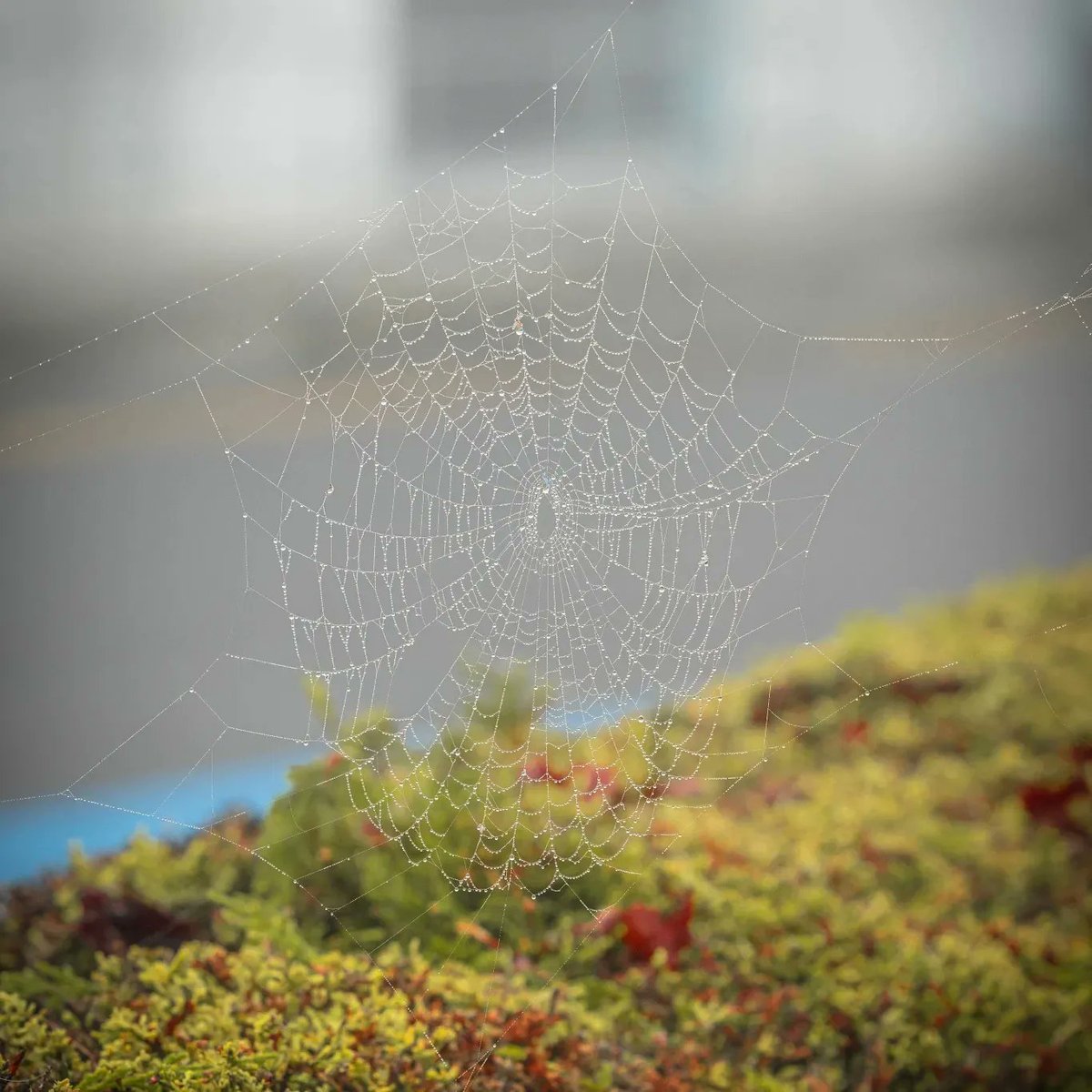 TUS_Athlone_'s tweet photo. It's another crisp morning on our Athlone Campus - where every frosty detail tells its own story! ❄️🕸️

#WeAreTUS #CampusMagic https://t.co/d7N82fgsB2