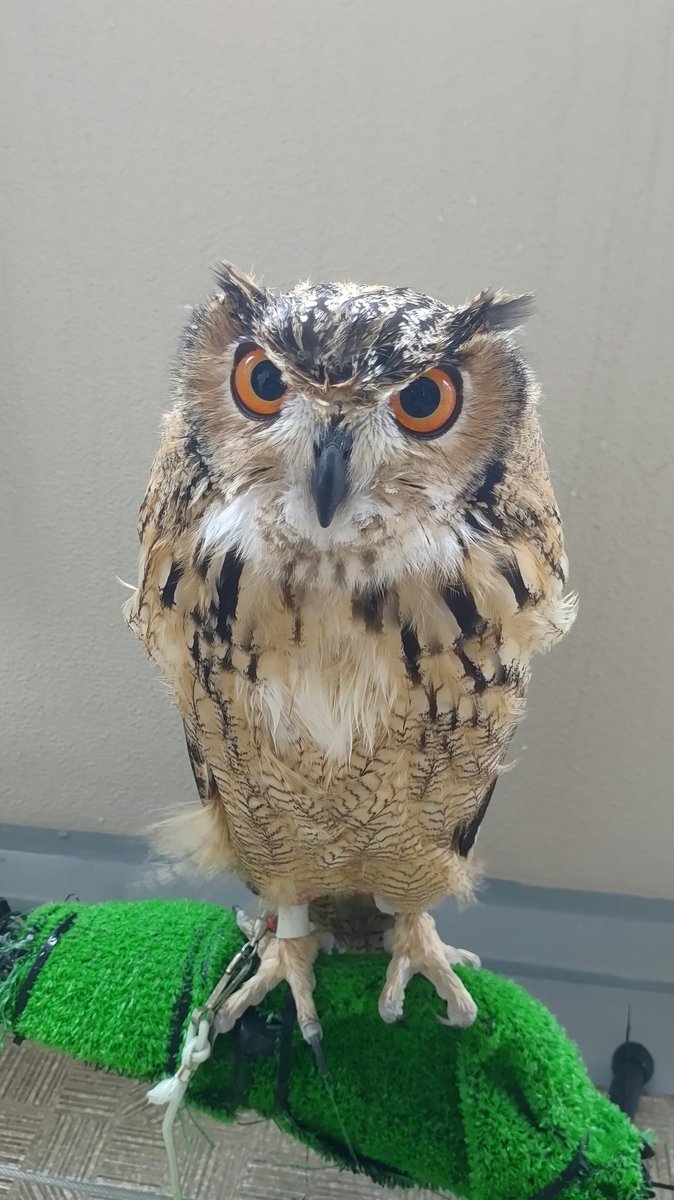 hukurounokokoro's tweet photo. 【拡散希望】【情報求む】
本日（1/9）フクロウをロストしました。
目撃情報があればご連絡いただけませんでしょうか。
大きさは猫くらいで、両足には白い皮の足環がついてます。
場所は横浜市戸塚区です。
#猛禽
#ベンガルワシミミズク
#フクロウ
#迷子
#ロスト
#梟 https://t.co/832EfjJeCv