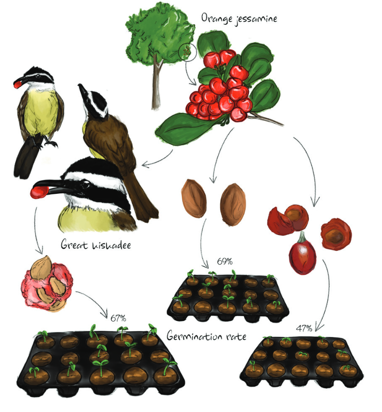 Fun new paper out w/ @letiziacampion1 !🚨 We did a lil experiment to show that kiskadees act as seed dispersers for invasive fruits on Bermuda. A case of an invasive🐦 (introduced to control an invasive 🦎) helping an invasive🌱 @AvocettaJournal: doi.org/mb3v