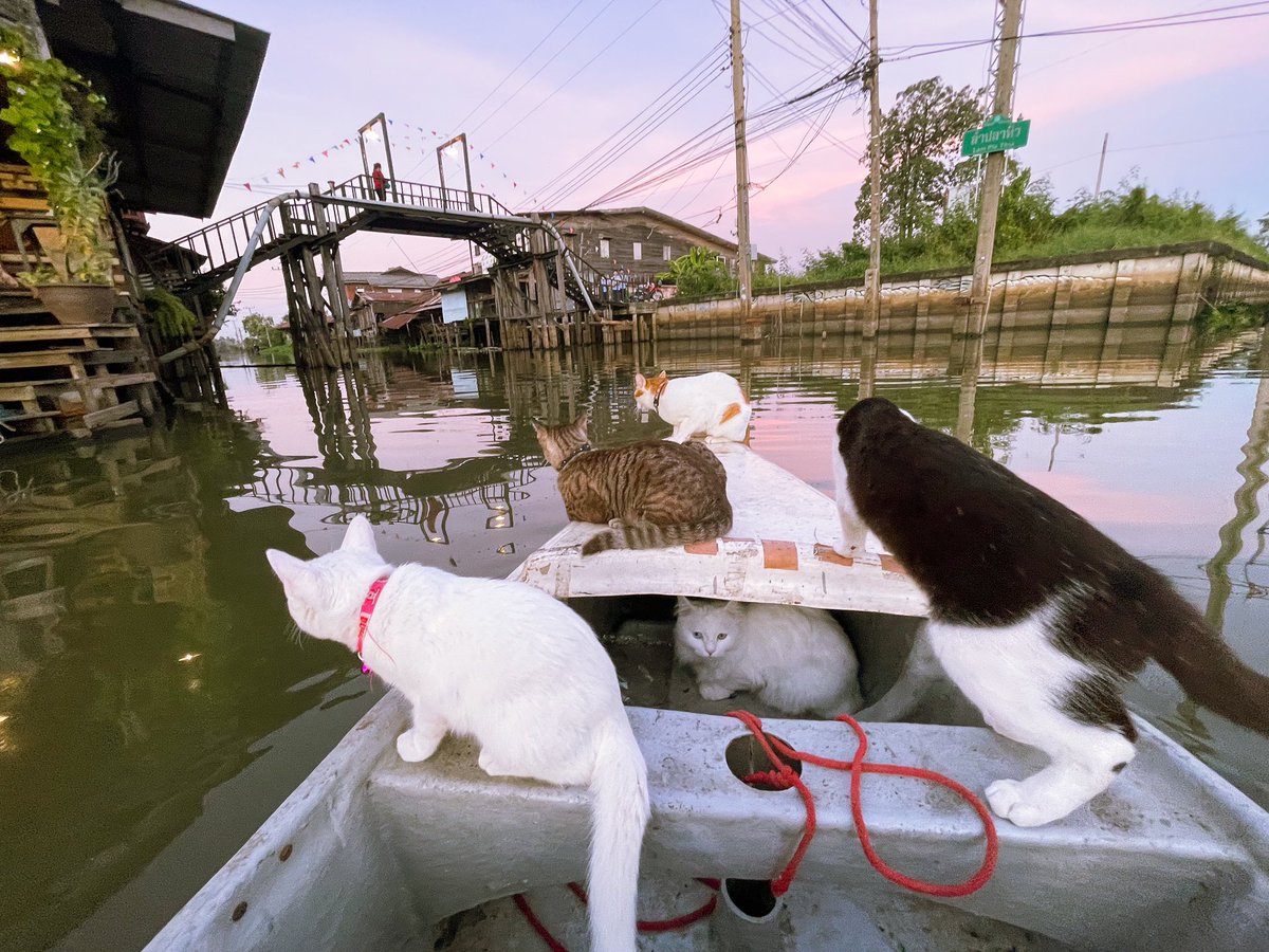 snowploy_nnc's tweet photo. พายเรือกับน้อนแมว🐱🛶
ดูคลิปใหม่กันรึยังคะ 
https://t.co/Yd7XwuOjNj https://t.co/nt7Ga8O8Z4
