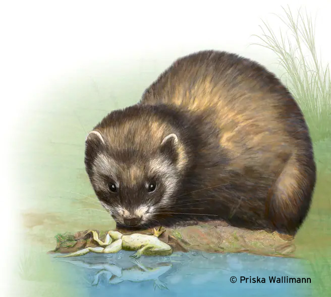 Aktuell hält unser #TierdesJahres 2024, der Iltis, Winterruhe an einem warmen Plätzchen. Er ist nur dann draussen unterwegs, wenn es unbedingt sein muss. Sobald die Amphibienwanderung beginnt, ist er wieder an Ort und Stelle für seine Leibspeise: Frösche und Kröten. Danke