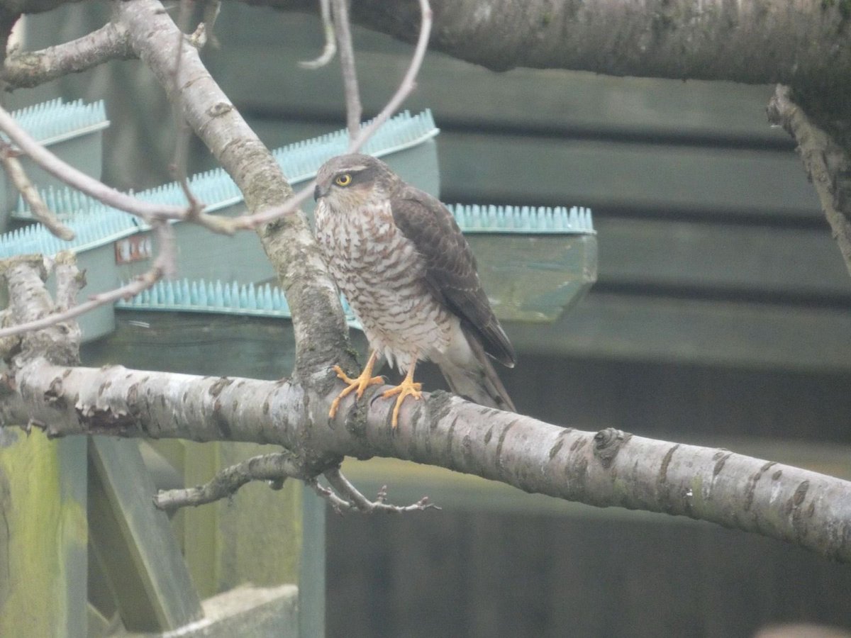 NeilDJarvis's tweet photo. Sparrow hawk in Brownsover garden, Rugby, yesterday attracted by cluster of sparrows in conifers. https://t.co/TJxHqXTsVP