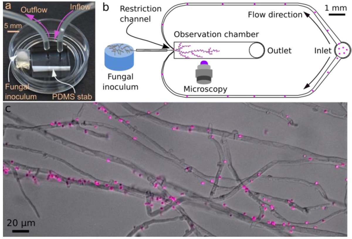 JoF_MDPI's tweet image. 🔝🔝 We invite you to read the Editor's Choice Article 👉  pH distribution along growing #fungal #hyphae at microscale using the #basidiomycete #𝘊𝘰𝘱𝘳𝘪𝘯𝘰𝘱𝘴𝘪𝘴 𝘤𝘪𝘯𝘦𝘳𝘦𝘢.
🔎 mdpi.com/2309-608X/8/6/…