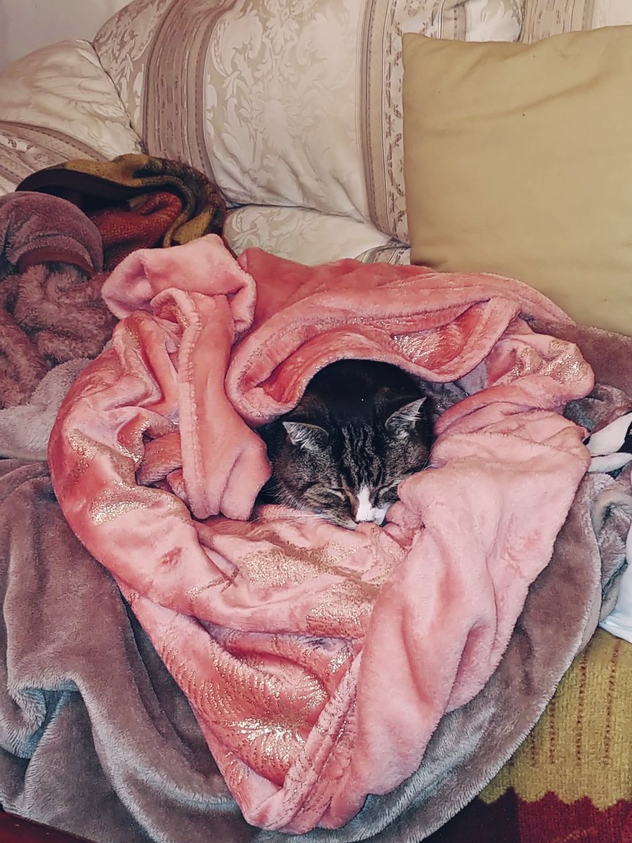 2/2 Having a quiet time snuggled up in my blanket today. Thank mew to all you wonderful hoomans and the very special moggies and doggies who have sent your love, it made us all stronger. You are all paw-some, Oscie loves you x 😻🐾