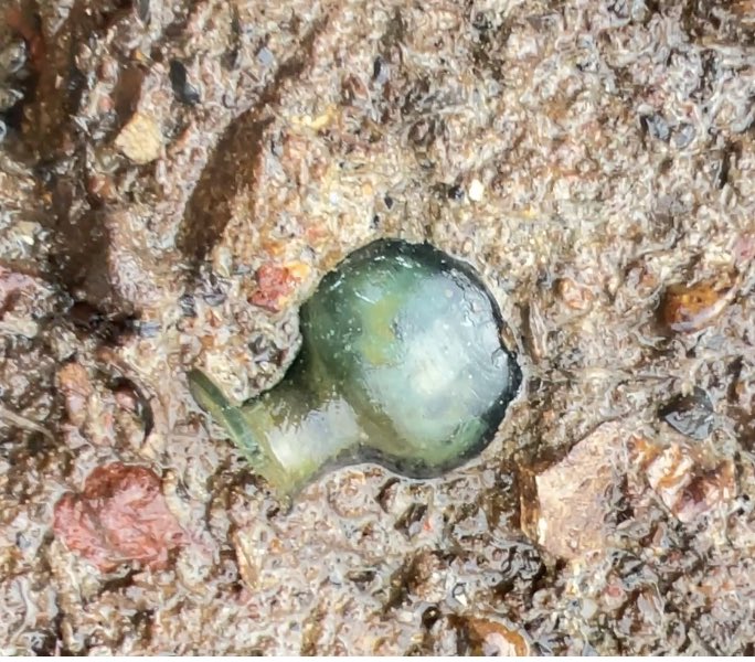 mudlarkanna's tweet photo. A miraculous, near complete, #apothecary phial from the #1600s! Found on the very edges of a super low #tide embedded in rock. Bashed it out with the #tide lapping round my wellies. Hurrah!!!!  #mudlarking #thames #glass #archeology #london https://t.co/jTP4hJHAjD