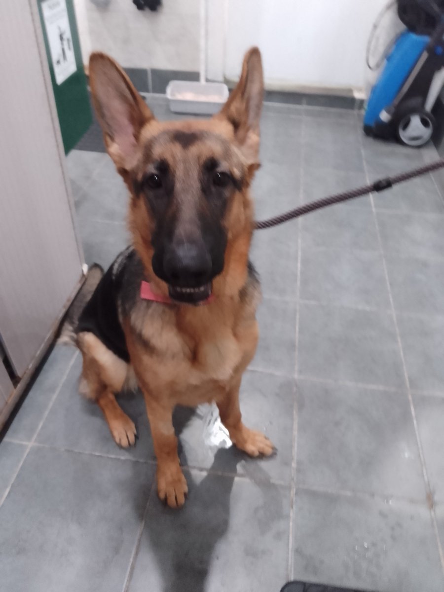 Please retweet to HELP FIND THE OWNER OF THIS STRAY DOG FOUND #GREENWICH #LONDON #SE18 🆘 AT RISK OF EUTHANASIA 🆘
Female German Shepherd found 31 December, chip not registered. Now in a council pound, she could be missing or stolen from another area. Please share widely.