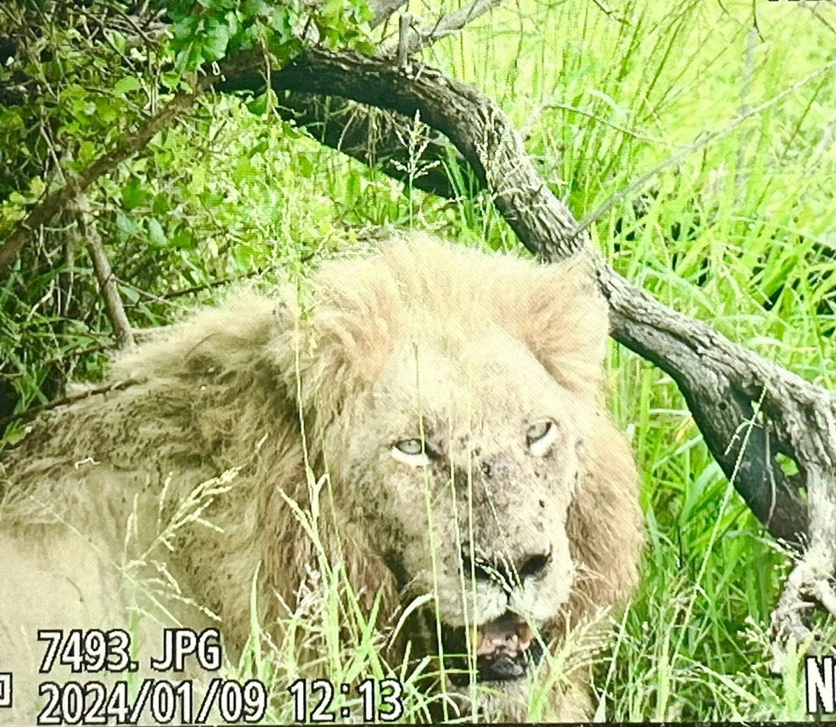 Kruger Sightings on X: 12:13pm 1 Lion stationary Casper. H6