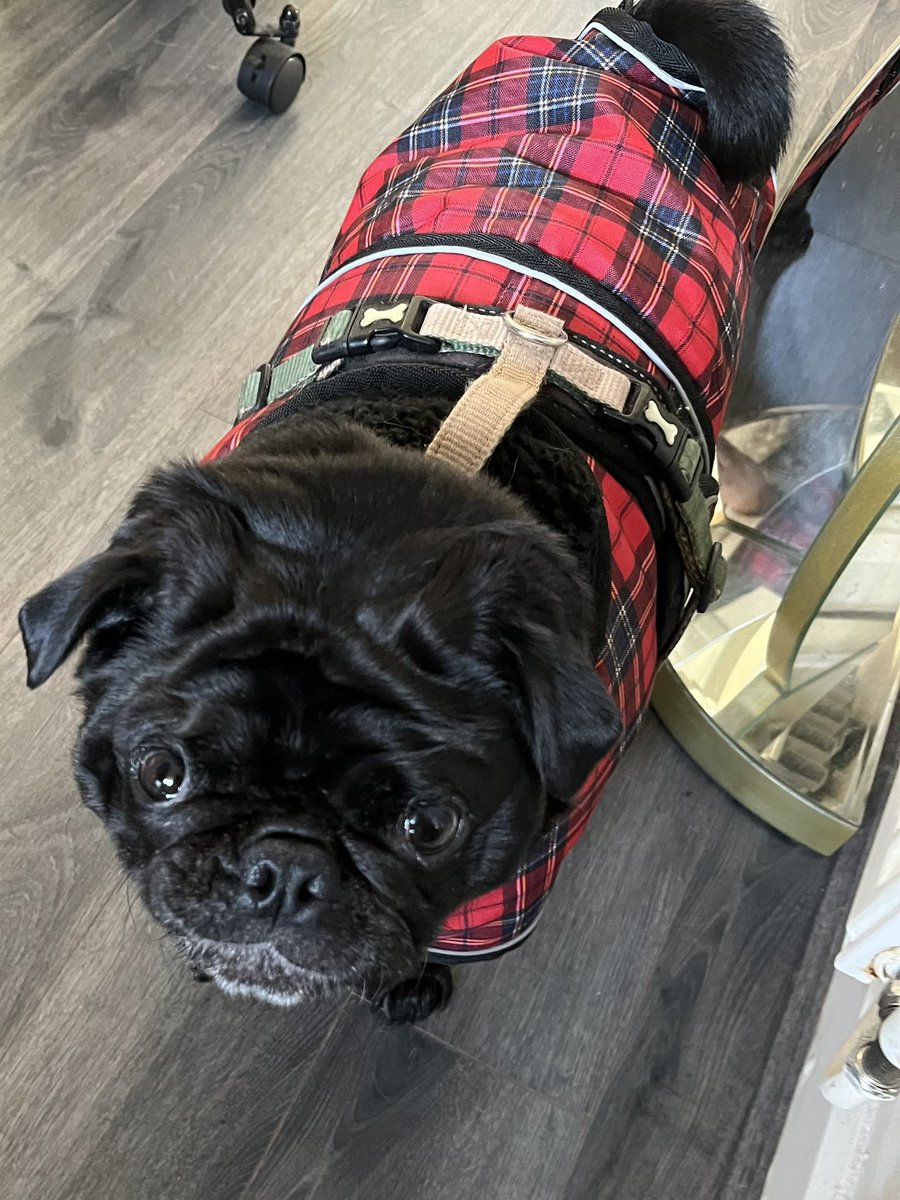 PugBrigadier's tweet photo. Look at me I’m wearing my coat as I leave for my walk. Very much doubt it will be on when I return. Mum makes me wear it. Dad is taking us out he’s an easy touch   Ernie loves his #pug #puglife #puglover #gingerted #dogsofX #dogsoftwitter #pugs https://t.co/kpURu5INcl