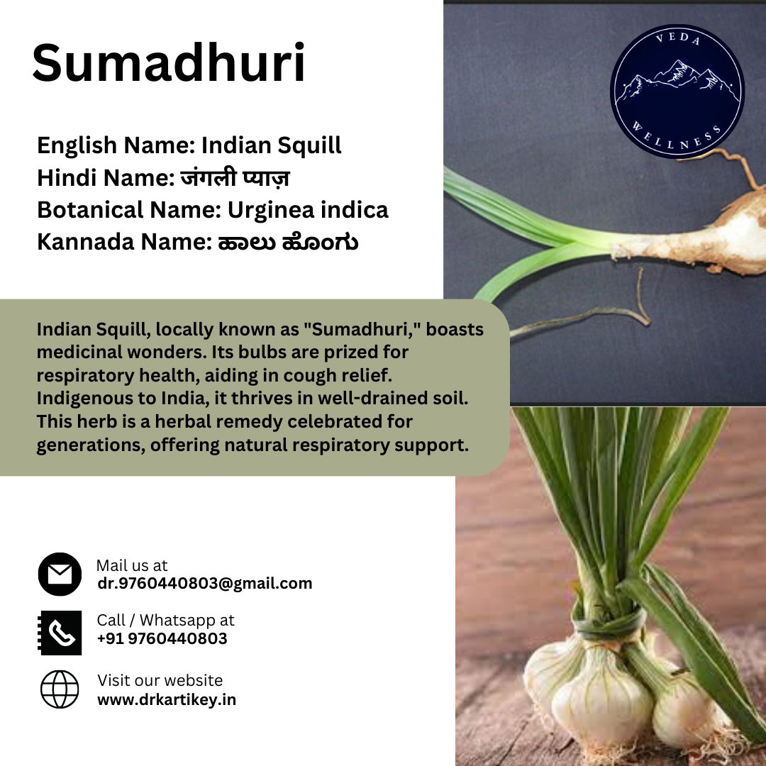 Delve into the herbal richness of Sumadhuri, also known as Indian Squill! 🌿✨ Known as 'जंगली प्याज़' in Hindi and 'ಹಾಲು ಹೊಂಗು' in Kannada

#Sumadhuri #IndianSquill #जंगलीप्याज़ #ಹಾಲುಹೊಂಗು #HerbalWonders #MedicinalPlants #RespiratoryHealth #CoughRelief #TraditionalRemedies