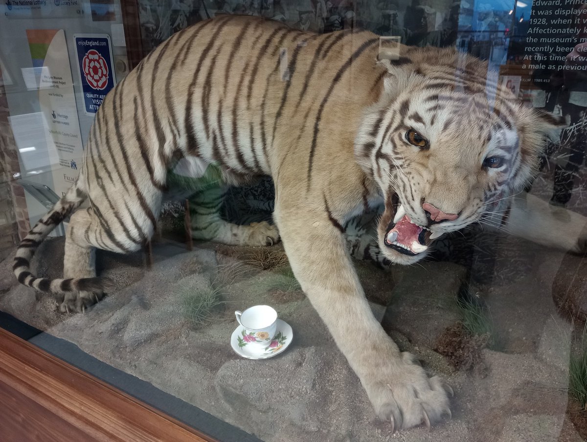 RobinHanley1's tweet photo. I was based at the excellent @Lynn_Museum yesterday and had the chance to see the wonderful The Tiger Who Came to Tea exhibition, which has been attracting lots of visitors. Great to see Horace getting in on the act! #tigerontour @NorfolkMuseums @WestNorfolkBC @ace_national https://t.co/VangSPx3GA