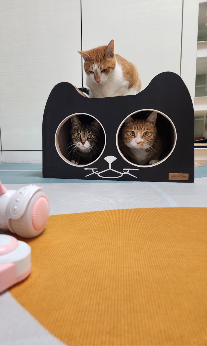 mystay1025's tweet photo. 순이:01/10
둥이:08/13
도리:12/22
까미:02/20
베리:12/03
빠마:08/01

다 알아냈다ㅎㅎ https://t.co/oqokJXg33n