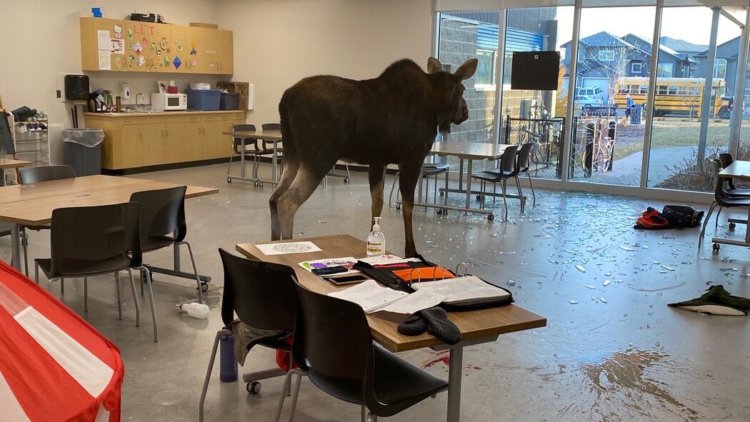 Our new “Therapy Moose” program at Carey Schools that we were launching today went seriously awry. Maury made a huge mess (Beans and a Moose are not a good mix) and now he may need some therapy. It might be a little while so Carey Schools are on a TWO HOUR DELAY for Tues 1/9.