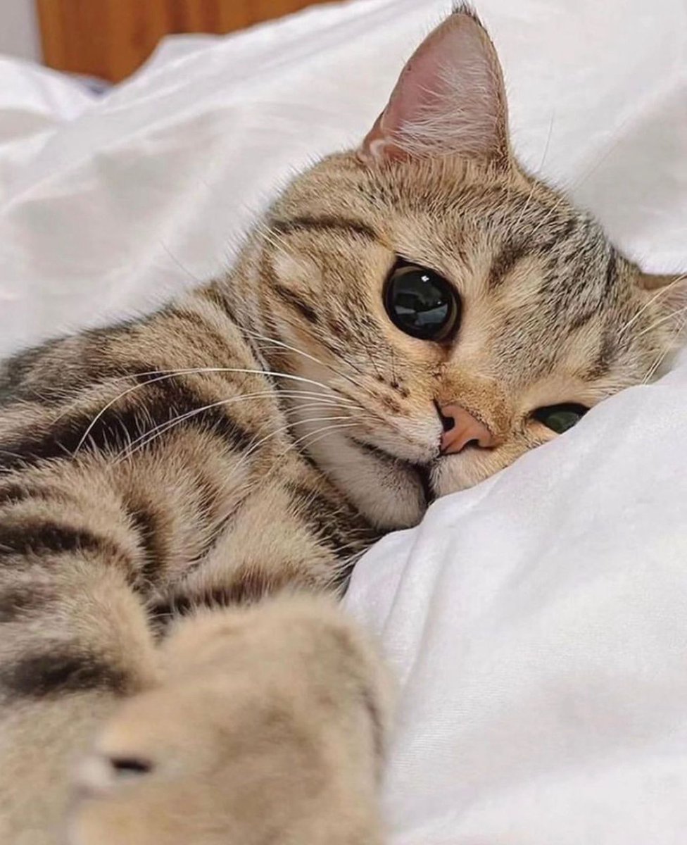 Why you should have a cat (@shouldhavecat) on Twitter photo 