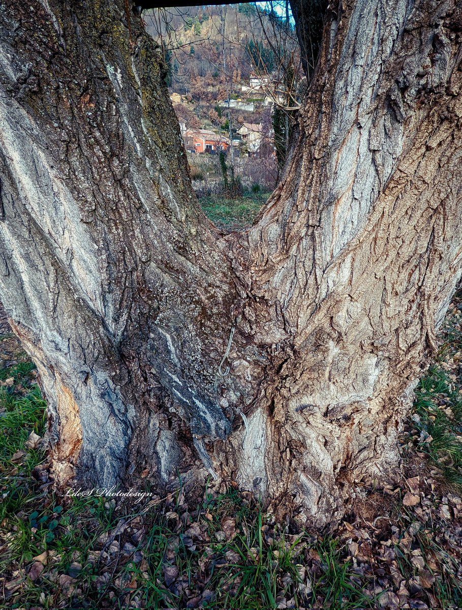 Joyeux #ThickTrunkTuesday à vous tous (Saule, vallée de l'Éyrieux, Ardèche). Soutenez vos amis par des Likes et des Retweets. @keeper_of_books #Trees #ArbreDuMatin #TreeClub #AmiesDesArbres #JaimeLesArbres #ThePhotoHour #StormHour #NaturePhotography