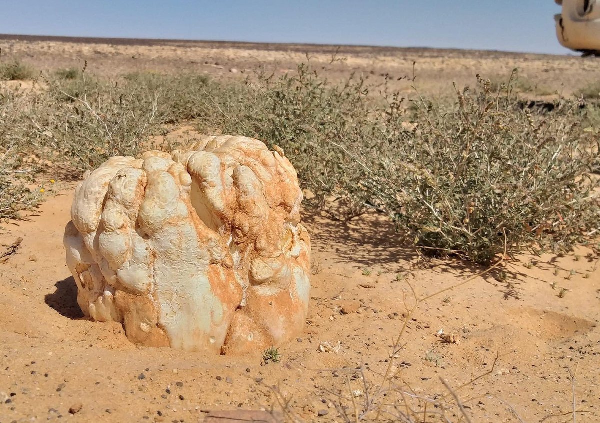 ظهور الترفاس العملاق في ليبيا وبأعداد كبيرة،  لمن لا يعلم فسعر الكيلو الواحد يساوي 1000 د.ل 🔥👀