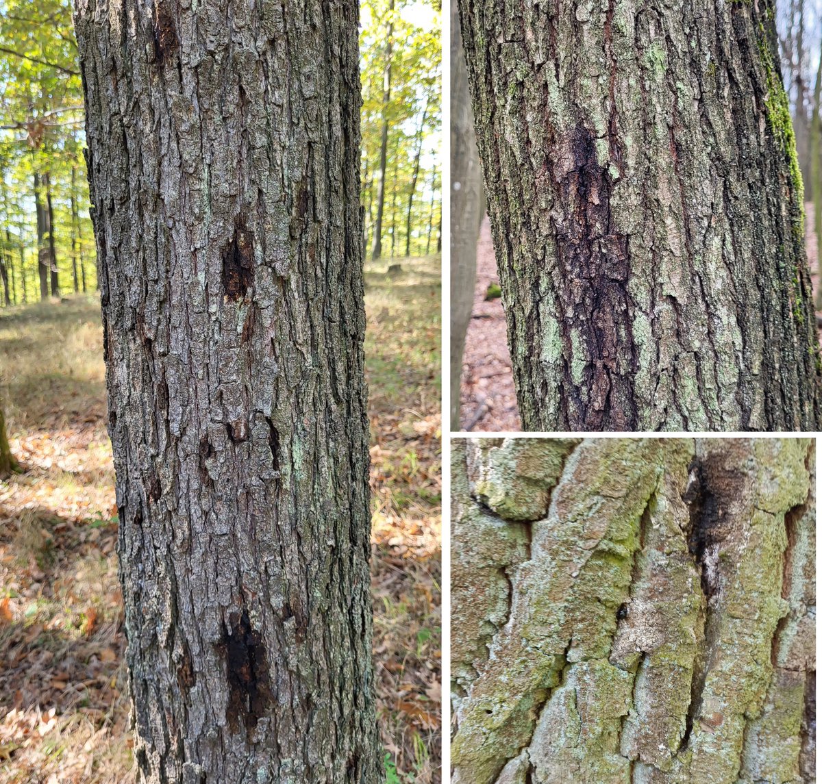 New report on AOD, this time in Slovakia 
doi.org/10.1007/s10658…