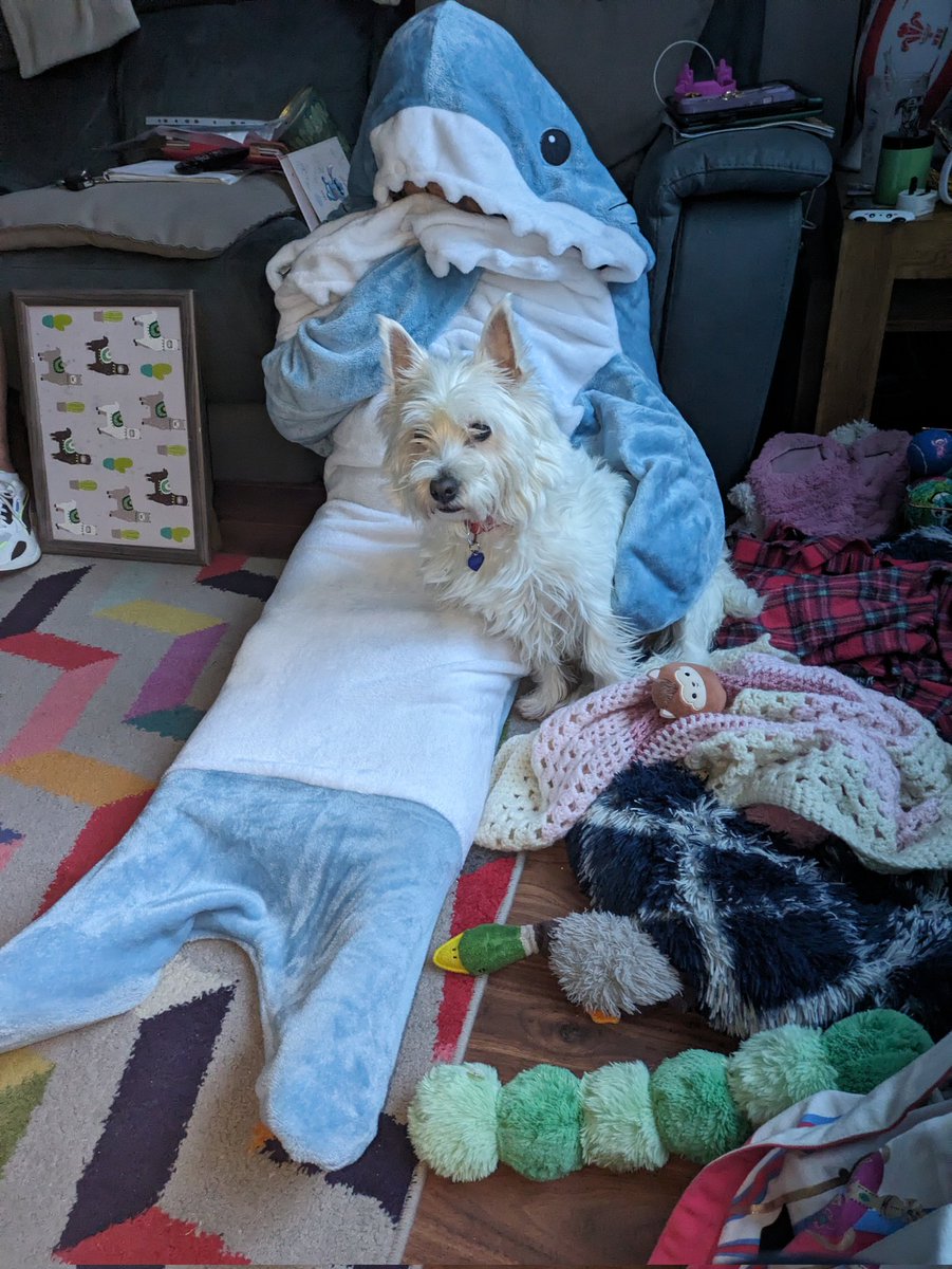 teatrolleydolly's tweet photo. @TheGingerMinj Here is small human in shark blanket and leaning haggis pup 🥰💜 https://t.co/KenXeMtyER