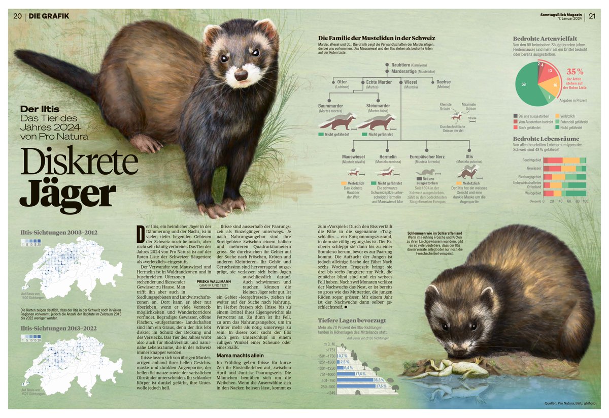 Der Iltis ist das Tier des Jahres 2024 von <a href="/pronaturach/">Pro Natura</a> Ich freue mich, jedes Jahr diese Infografik gestalten zu können. blick.ch/life/natur/dis…