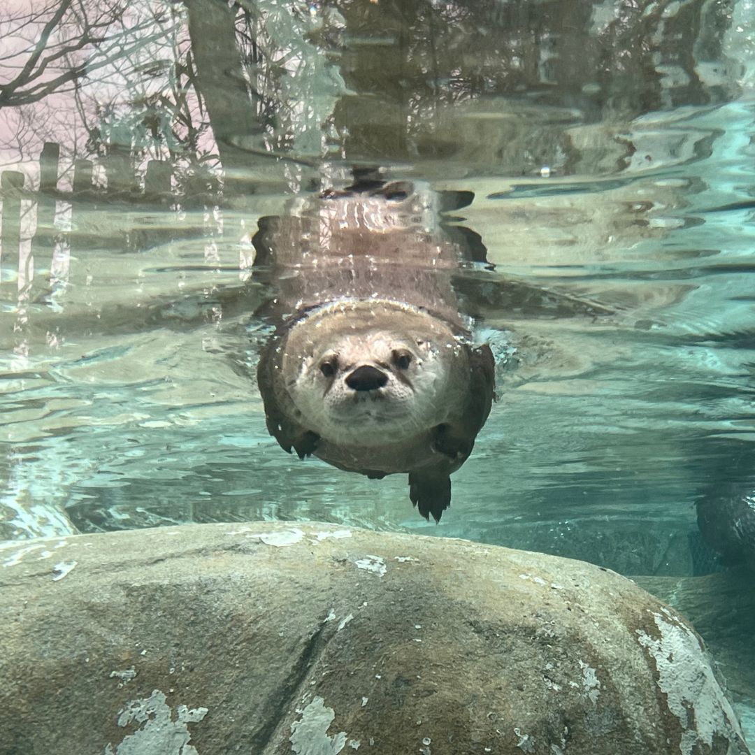 wncnaturecenter's tweet photo. Congrats to Denise W. for winning our January photo contest with this otter-ly sensational photo. https://t.co/TmOBB0PWaG
