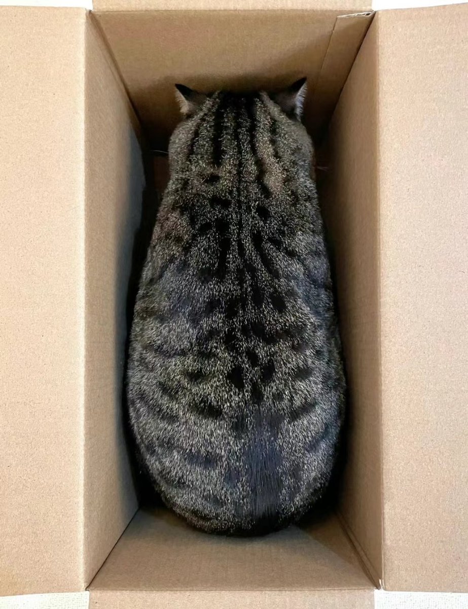 kucingbertweet2's tweet photo. Barang dahh sampai beli dekat shopee sangat berbaloi. Comel berbulu pemalas. https://t.co/uEXLJcMck4