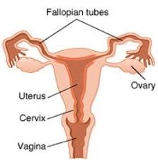 Fertilitycorner's tweet photo. Another cause of female infertility is Tubal blockage.

The fallopian tubes are a reproductive organ in a woman’s body that connect the ovaries and the uterus. When a woman ovulates, her eggs travel from the ovaries into the fallopian tubes. https://t.co/0rhFUUIsEV