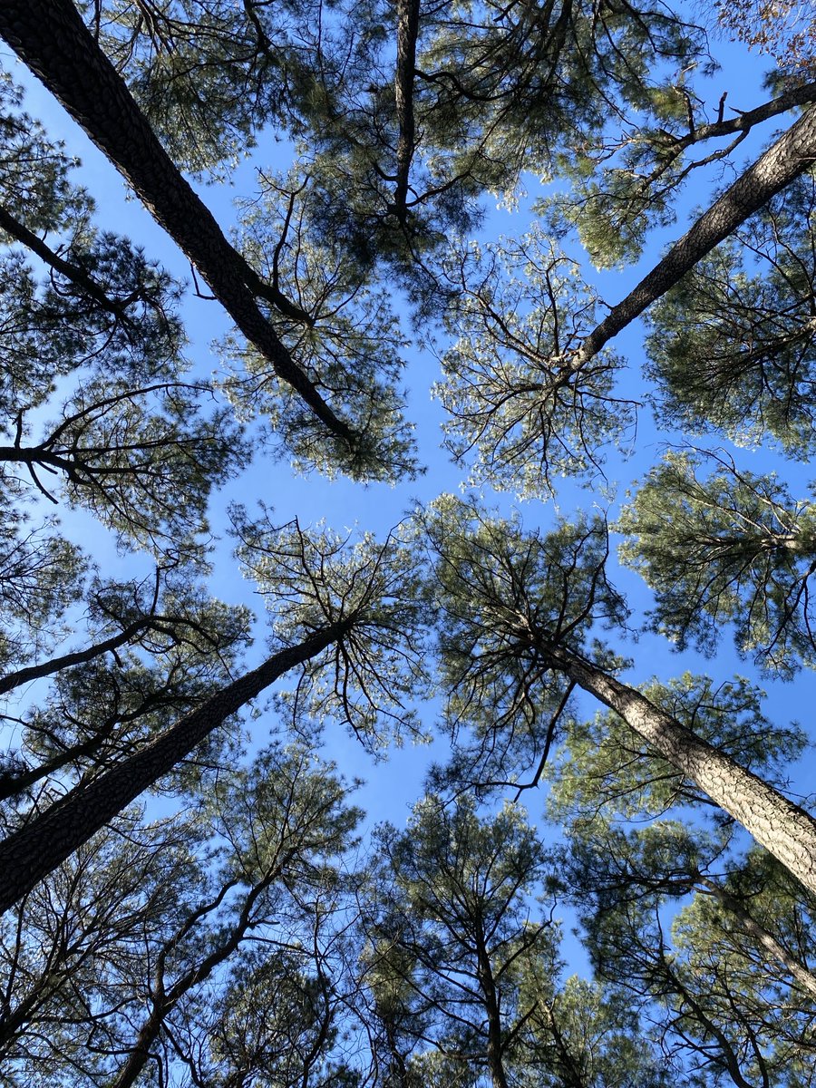 VBMGA's tweet photo. Taken yesterday while looking up at that blue sky through the Loblolly pines at #RedWingPark in #VirginiaBeach #ThickTrunkTuesday #GardeningX #MasterGardener https://t.co/oKsmtMoeWo