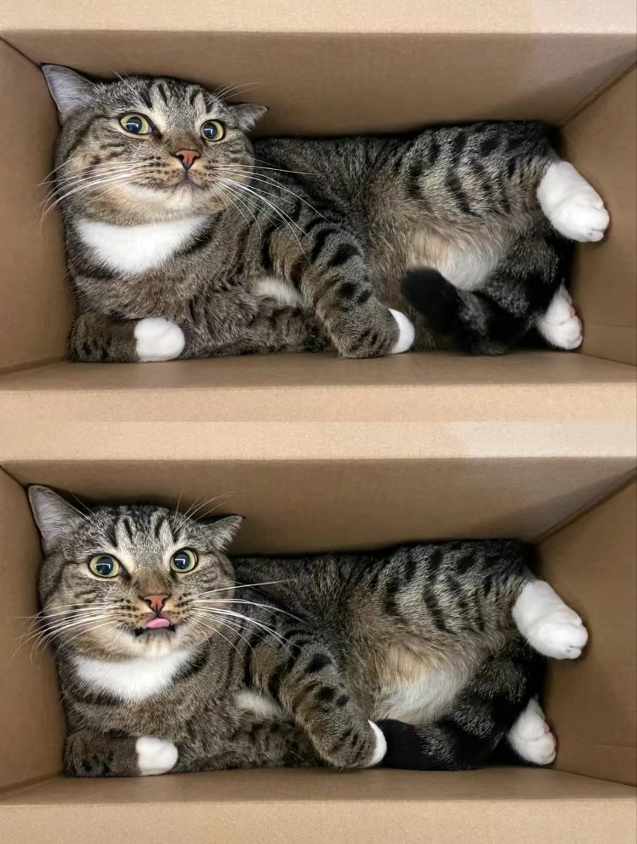 kucingbertweet2's tweet photo. Barang dahh sampai beli dekat shopee sangat berbaloi. Comel berbulu pemalas. https://t.co/uEXLJcMck4
