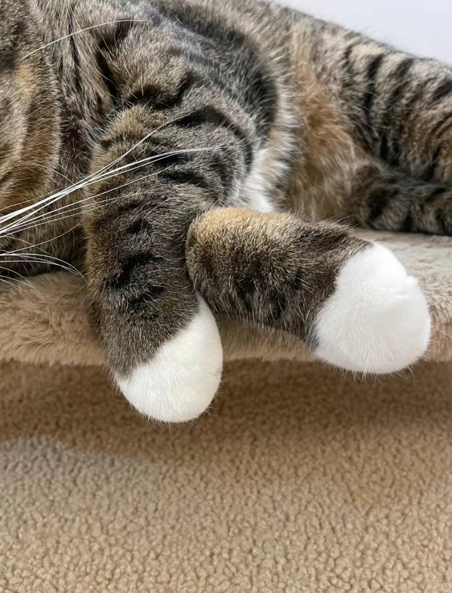 kucingbertweet2's tweet photo. Barang dahh sampai beli dekat shopee sangat berbaloi. Comel berbulu pemalas. https://t.co/uEXLJcMck4
