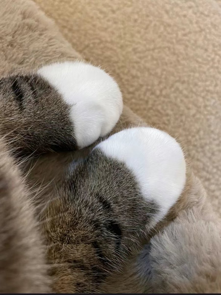 kucingbertweet2's tweet photo. Barang dahh sampai beli dekat shopee sangat berbaloi. Comel berbulu pemalas. https://t.co/uEXLJcMck4