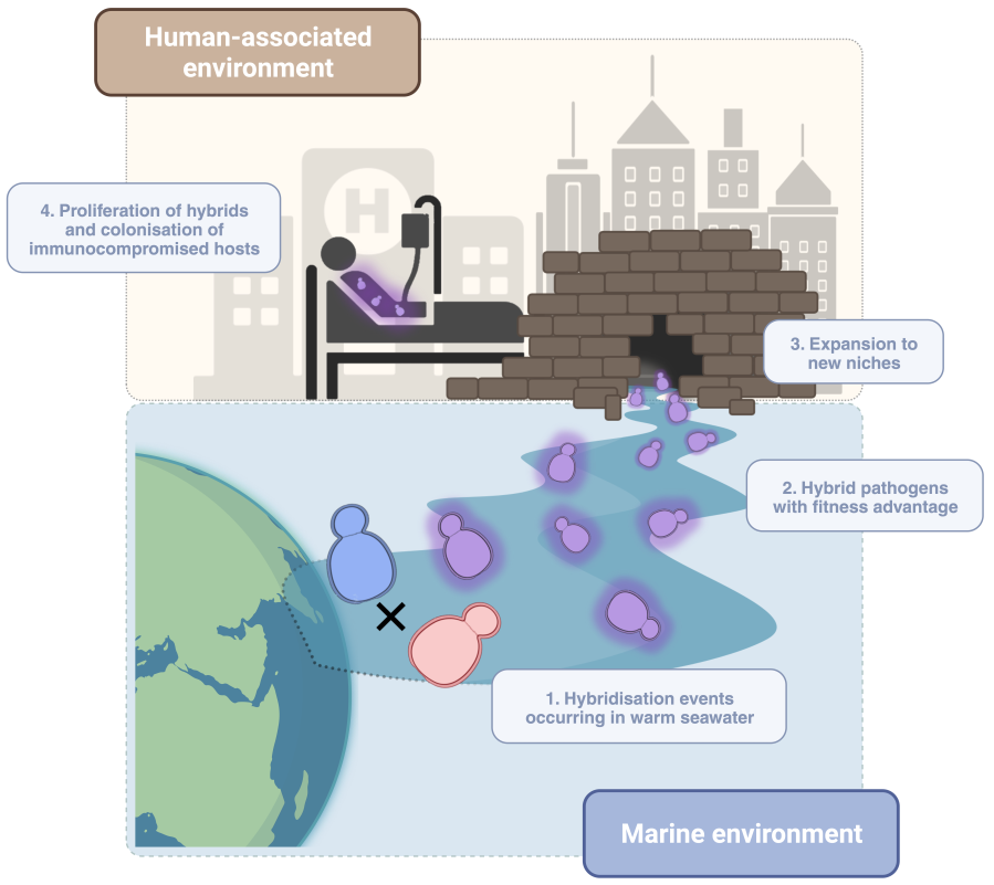 NatureComms's tweet photo. The climate crisis could trigger the outbreak of new and lethal infectious diseases

@tinadelolmo @gabaldonlab @toni_gabaldon

#yeast #fungus #pathogens #Candida #evolution #fungi #mycology

https://t.co/BdOYaXdeXk https://t.co/aCvByxIiV1