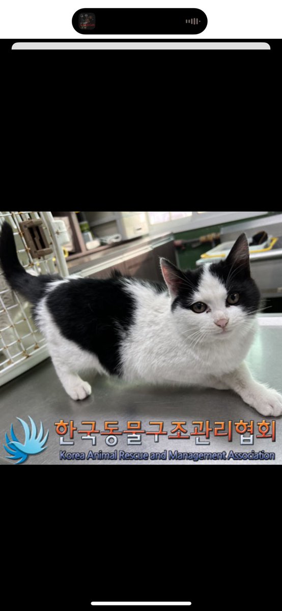 doona_and_minzy's tweet photo. 여러분!! 모두 주목! (또 옴..ㅎ)

살짝 멋스럽게 탄 6:4 가르마..

짙은 아이라인에 동그란 얼굴형. 그리고 앙 다문 조롱이떡 까지…

조롱이떡 감별사인 저의 눈에 딱 들어온 아이랍니다.. 제발 데려가서 sns 해줘요.. ( ´༎ຶД༎ຶ ) 

게다가 이게 끝이 아냐,

“사람 좋아함/ 애교 많음”

진짜 끝. https://t.co/6H8WNGOQld