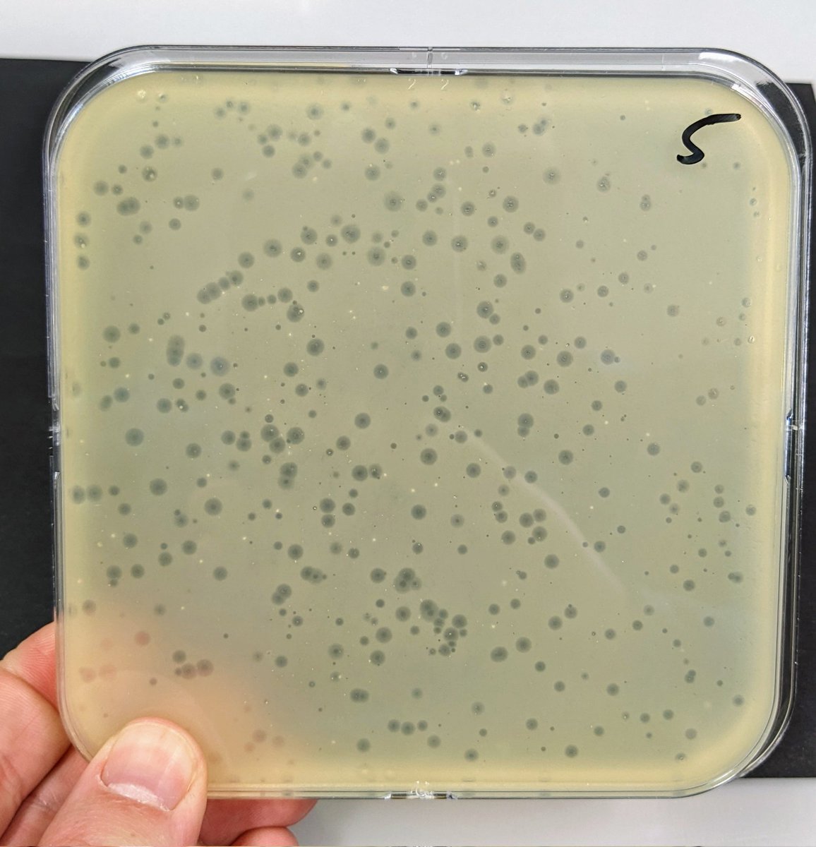 AHarms485's tweet photo. Well, that was easy - at least if the bacterial pathogen is not an obscure organism, we usually find lots of phages (here: uropathogenic E.coli). The more tricky next steps would be 1) to choose the right ones for therapy and 2) to effectively apply them to the patient... 🧬💉💊 https://t.co/l5FWgwjwyR