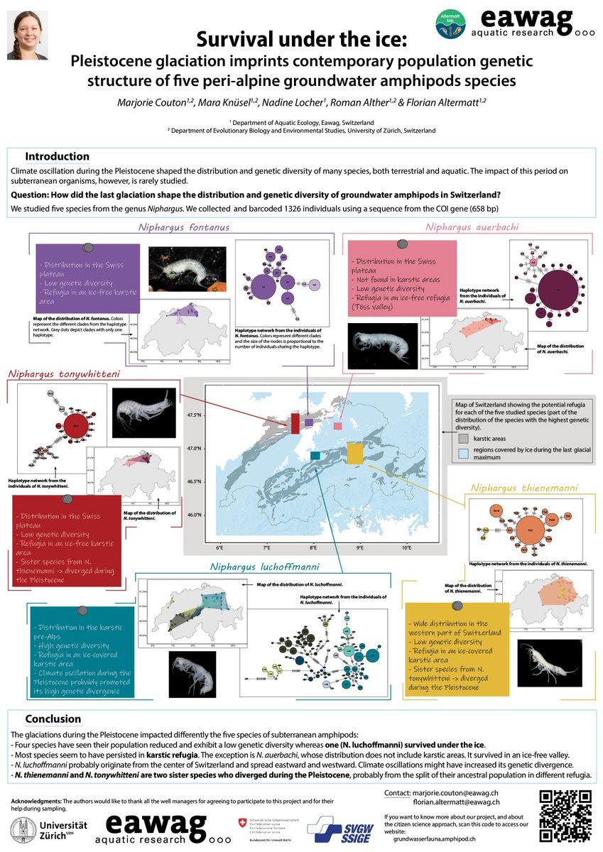 If you are interested in phylogeography and curious about groundwater amphipods, come have a look at my poster (382) at #ibsprague2024 this afternoon 🦐🧬