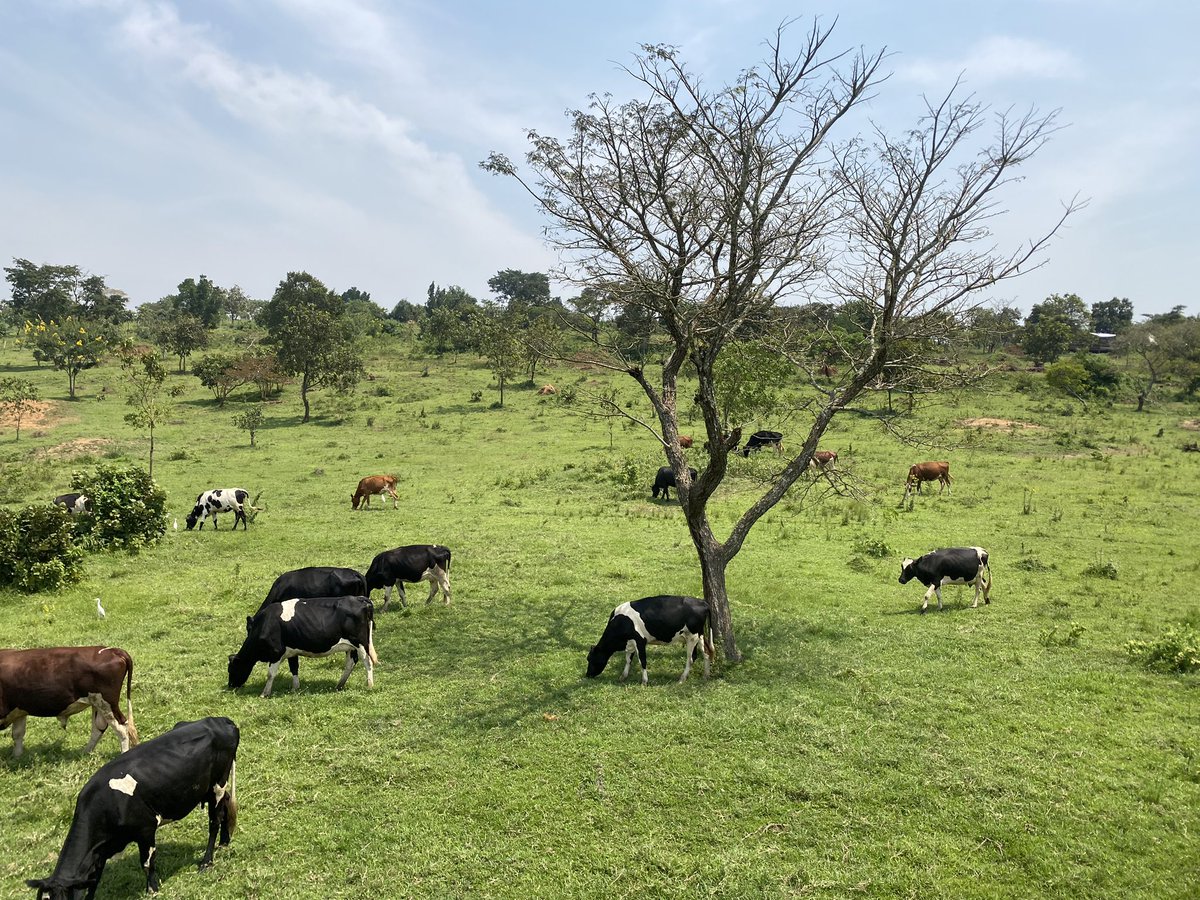 Novine Farm 🧑🌾 tweet media