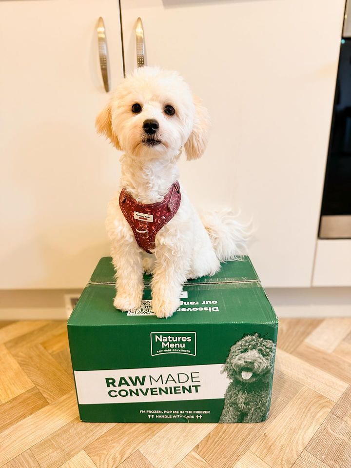 How adorable can you get?! 😍 

We love to see your furry friends on their Natures Menu delivery days, so tag us in your photos for a RT! 📷 

#NaturesMenu #RawMadeConvenient
