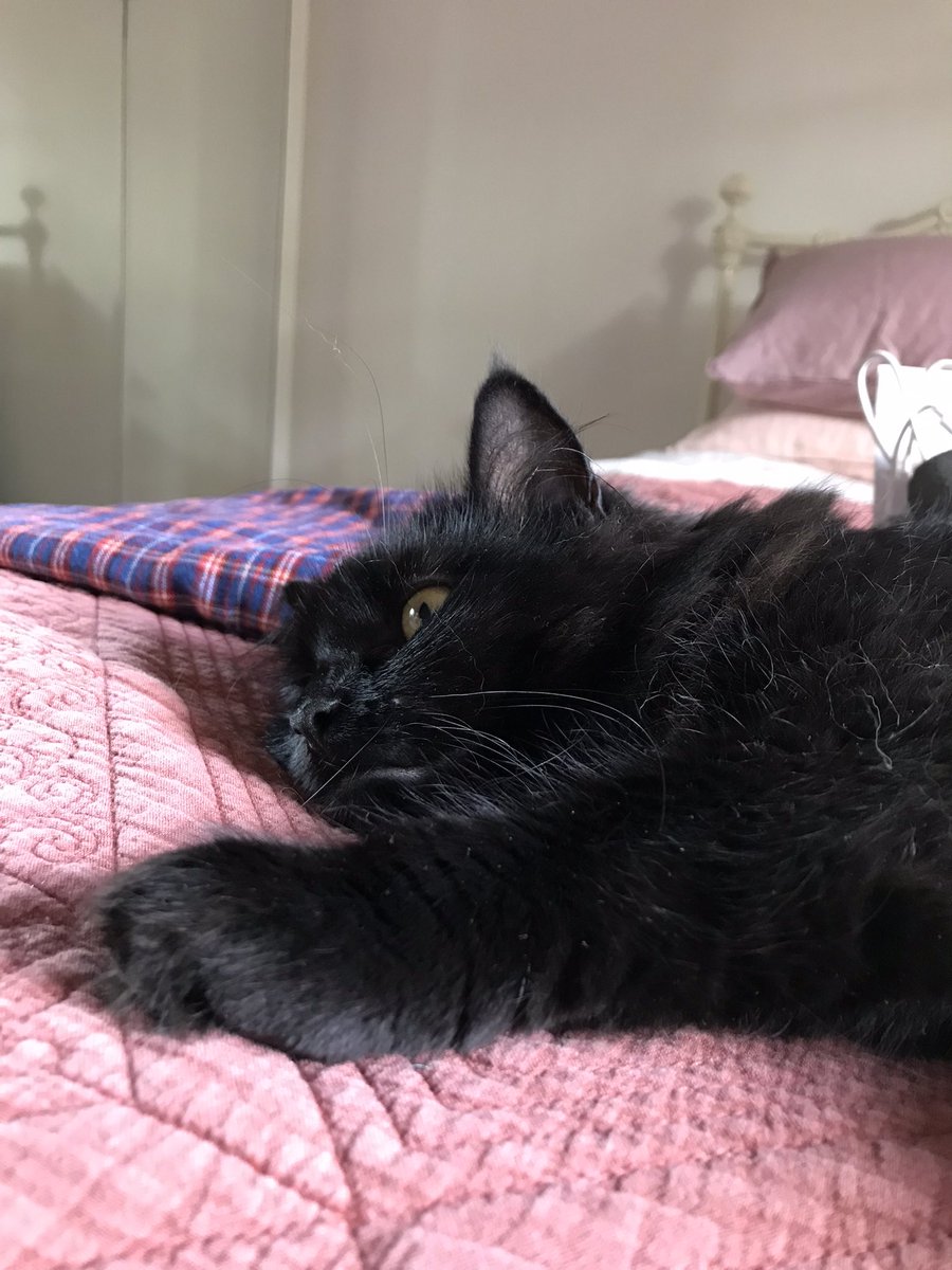 leafy_wild's tweet photo. Lucy kitten. Relaxing on a Tuesday afternoon. https://t.co/qxbJ8Gnn1f