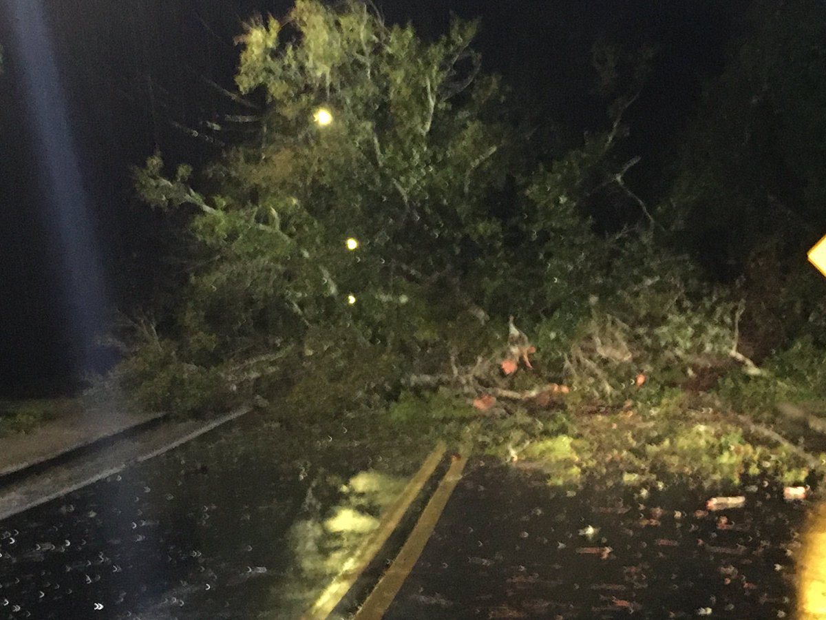 Tree down on N. Bancroft Avenue now