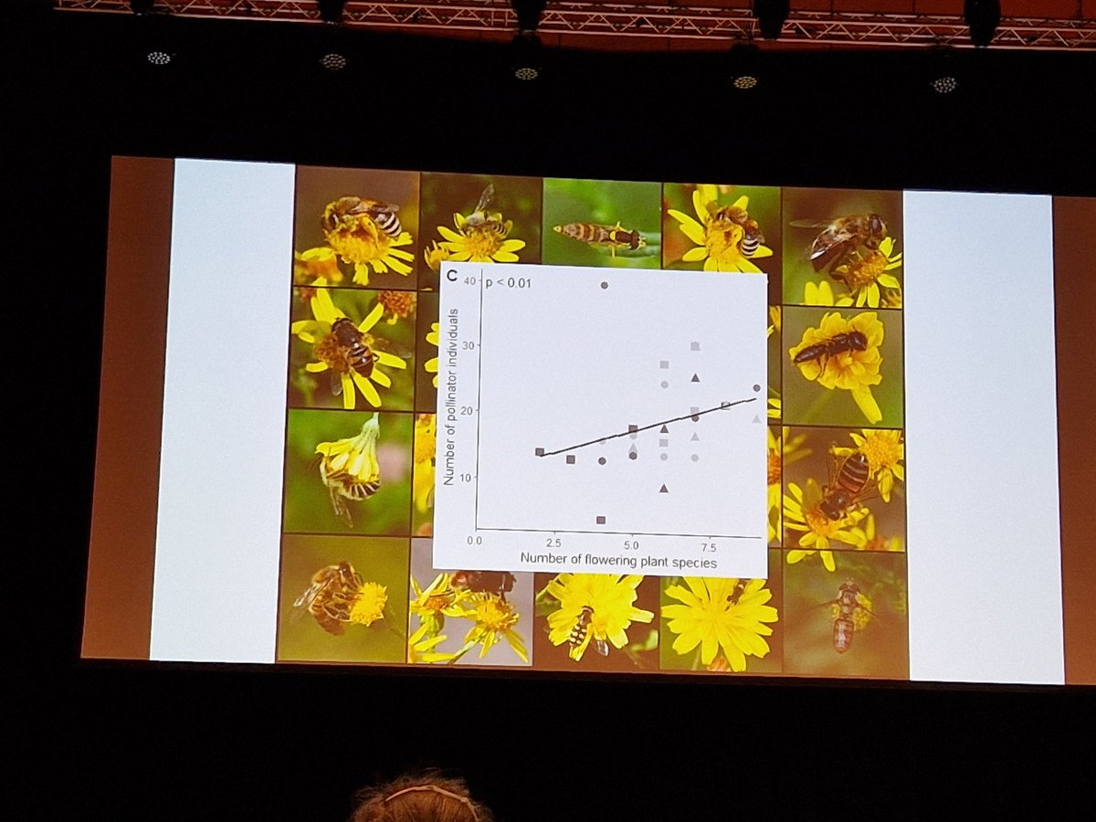 Soil disturbance by wild boar promotes plant diversity (#forbs) and pollinators in #grasslands, Liesbeth Bakker at #ibsprague2024 #wildboar #vildsvin #plantdiversity