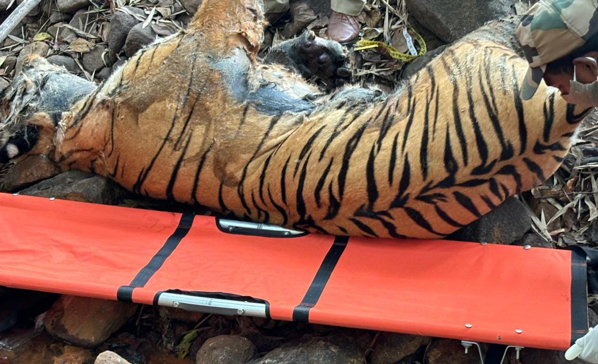 pasham_deepika's tweet photo. Another #Tiger died due to poisoning within 2 days of first female death-taking total to #twotigers dead in Telangana.
Caracas of tiger aged about 5-6 yrs found in beat of Kagaznagar.
The tiger was found to be dead near the local stream
@dobriyalrm
@pargaien
@FawpsIndia https://t.co/LmGKR4bJ4r