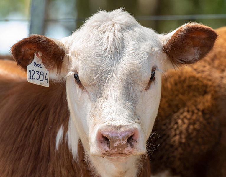 #martesdeterneros #geneticamarcaelparaiso #hereforduruguayo