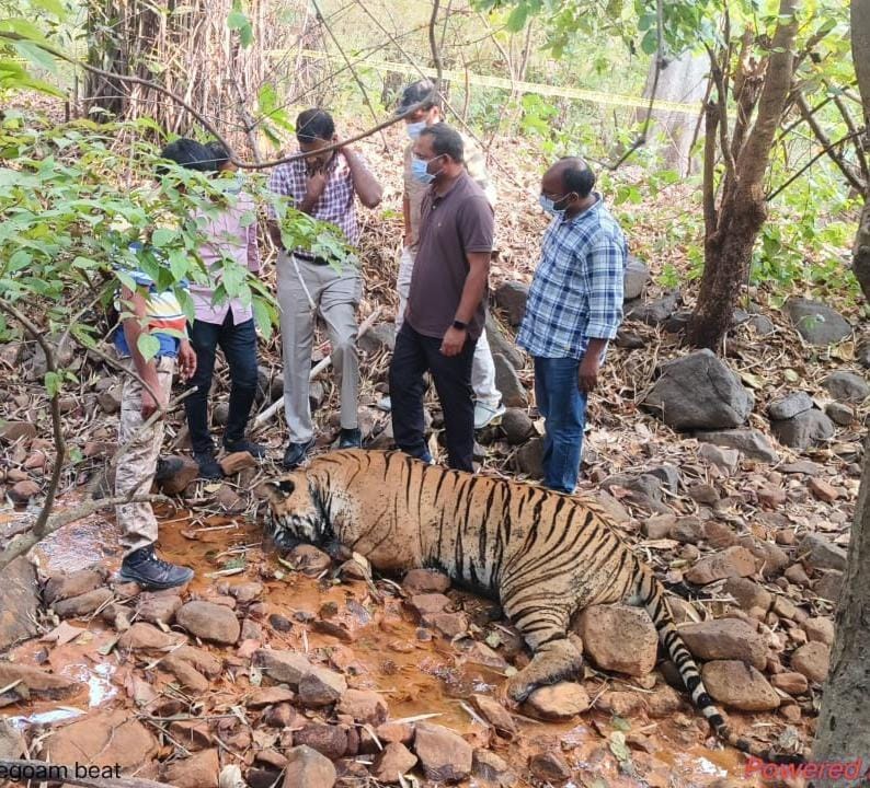 pasham_deepika's tweet photo. Another #Tiger died due to poisoning within 2 days of first female death-taking total to #twotigers dead in Telangana.
Caracas of tiger aged about 5-6 yrs found in beat of Kagaznagar.
The tiger was found to be dead near the local stream
@dobriyalrm
@pargaien
@FawpsIndia https://t.co/LmGKR4bJ4r