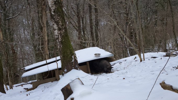 Sophie, notre truie qui n'appr&eacute;cie pas trop la neige ^^ https://t.co/dRyul2Kxeg