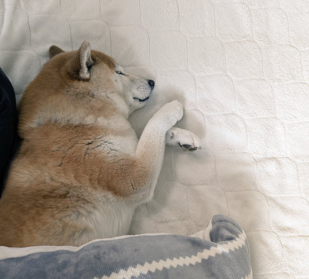 ぽことぱら (@poco0529) / Posts / X