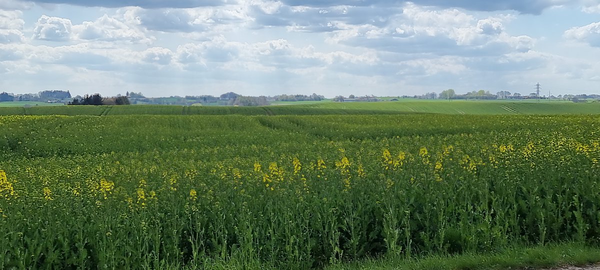 "GØR OPRØR, support the farmers!" råber tyske bønder, den globale højrefløj, Elons og Putins fanboys. Sig mig, gør vi andet? Landbruget sidder i regering, støttes massivt, har særregler galore, udrydder hjemmehørende dyr. At bønder kalder til oprør er fandeme flabet. #dkpol