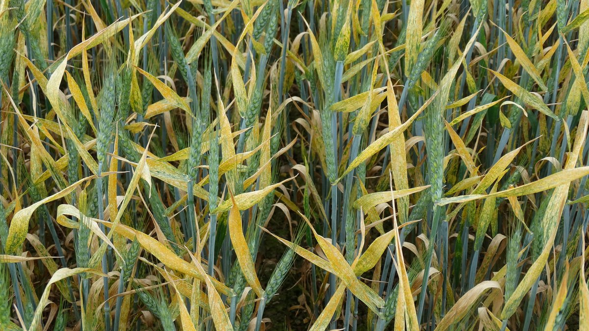 Niab (@niabgroup) on Twitter photo One week until the 2024 #UKCPVS Annual Stakeholder’s Meeting – Tuesday 16th January, 9:30-13:30, Sophi Taylor Building, NIAB Park Farm, Cambridge.
It’s not too late to register - visit the event page for more information and registration shorturl.at/agkMT <a href="/AHDB_Cereals/">AHDB Cereals</a> One week until the 2024 #UKCPVS Annual Stakeholder’s Meeting – Tuesday 16th January, 9:30-13:30, Sophi Taylor Building, NIAB Park Farm, Cambridge.
It’s not too late to register - visit the event page for more information and registration shorturl.at/agkMT <a href="/AHDB_Cereals/">AHDB Cereals</a>