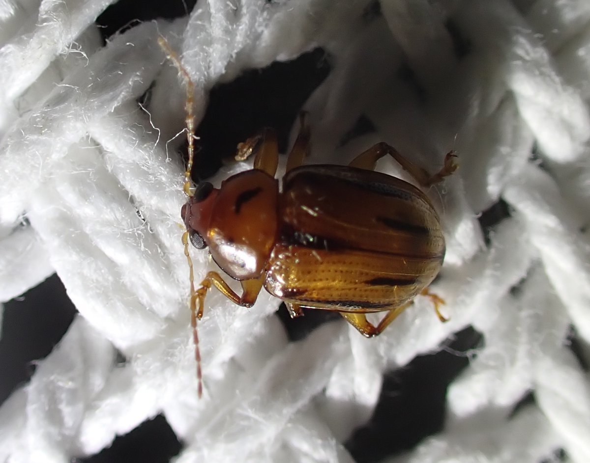stephen_fricker's tweet photo. I may have recorded the first 'Rhyparida brevilineata' in the Northern Territory, during this years Moth Marathon in memory of Victor Fazio III on @inaturalist .
There is a side project for 'Other Orders' as they can be interesting as well 
https://t.co/JcrL5DR0KV #bugcount https://t.co/PaDwH1kcnE