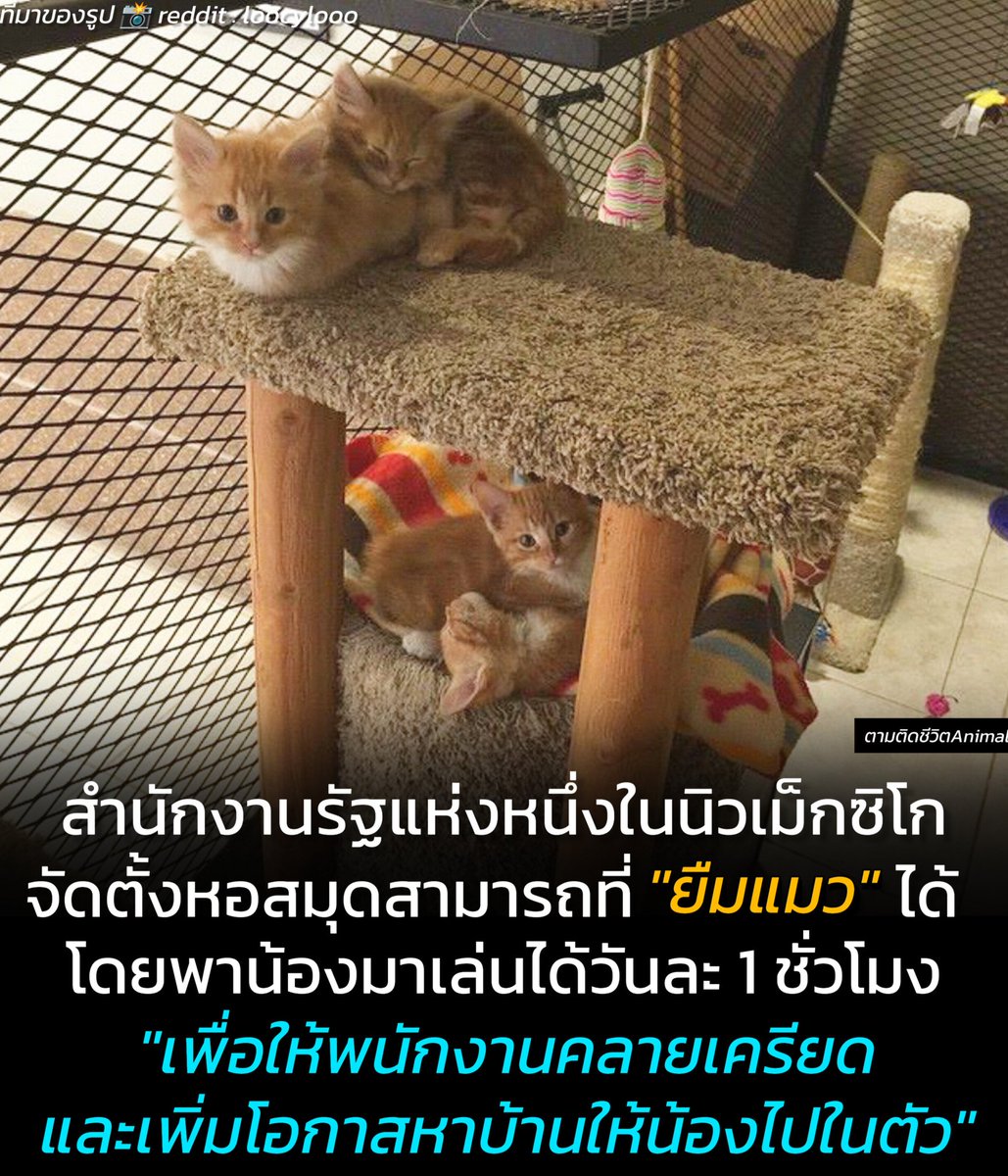 AnimalFW_TH's tweet photo. เรื่องราวน่ารักๆ จากต่างประเทศ เมื่อสำนักงานรัฐแห่งหนึ่งทางตอนใต้ของนิวเม็กซิโกจัดตั้ง 'ห้องสมุดแมว' เพื่อช่วยเหลือลูกแมว และพนักงานสามารถหยิบแมวของไปเดินเล่นหรือวางไว้ที่โต๊ะทำงานได้ ครั้งละ 1 ชั่วโมงต่อวัน เพื่อให้พนักงานคลายเครียดจากงาน และยังเพิ่มโอกาสหาบ้านให้น้องแมวไปในตัว 🥰