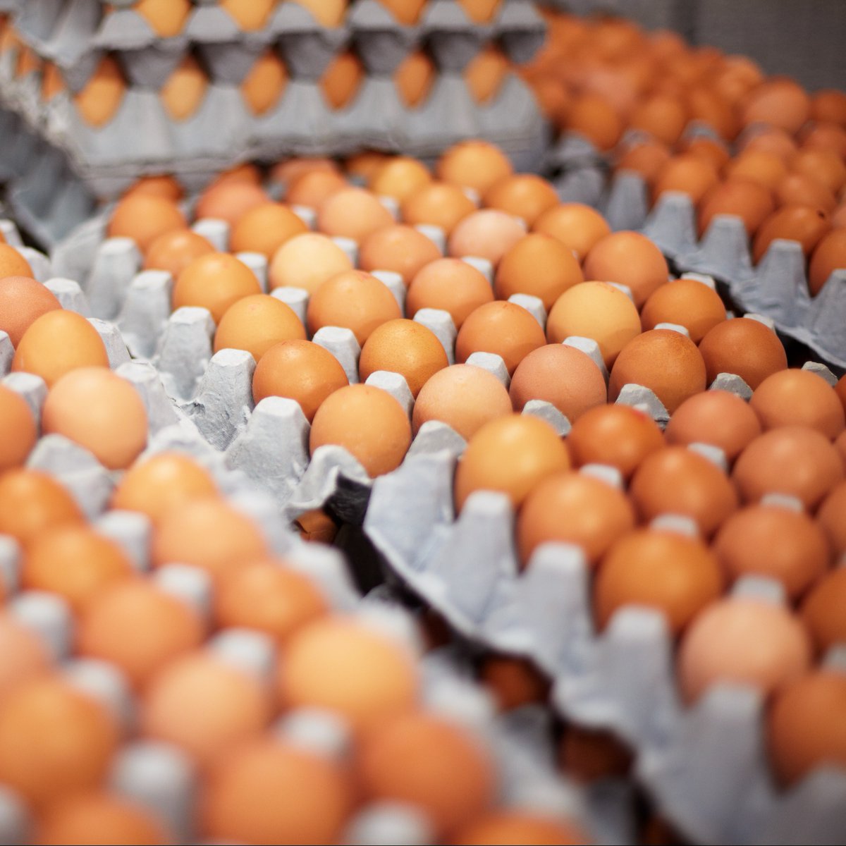We’re proposing changes to egg labelling 🥚

To support the egg industry during bird flu outbreaks, our consultation proposes eggs from free-range birds can retain this label regardless of how long mandatory housing measures are in place.

Read more: gov.uk/government/new…